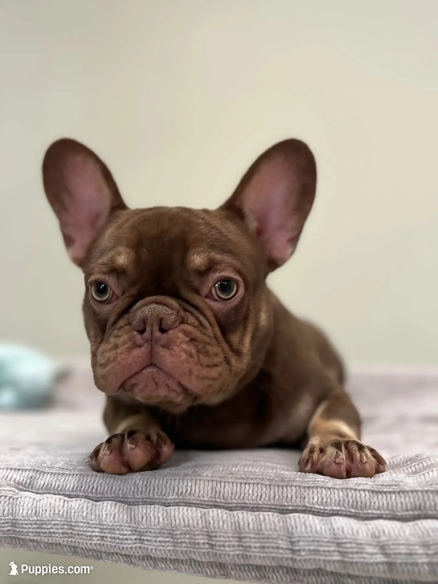 Hank, a male French Bulldog for sale in West Palm Beach, FL – 4 of 10