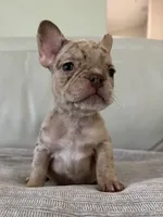 Emma, a female French Bulldog for sale in West Palm Beach, FL – 2 of 5
