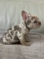 Misty, a female French Bulldog for sale in West Palm Beach, FL – 5 of 6