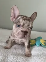 Archie, a male French Bulldog for sale in West Palm Beach, FL – 8 of 10