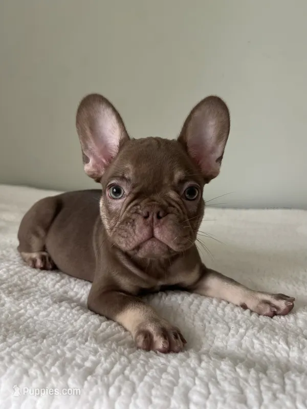 Hank – French Bulldog puppy for sale in West Palm Beach, FL
