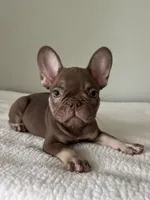 Hank, a male French Bulldog for sale in West Palm Beach, FL – 2 of 9