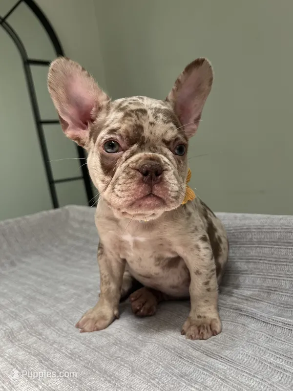 Milano – French Bulldog puppy for sale in West Palm Beach, FL