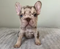 Archie, a male French Bulldog for sale in West Palm Beach, FL – 10 of 10