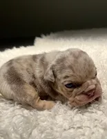 Mabel , a female English Bulldog for sale in West Palm Beach, FL – 3 of 6