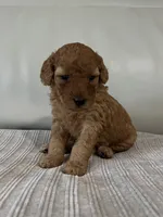 Avery, a female Miniature Goldendoodle for sale in West Palm Beach, FL – 4 of 8