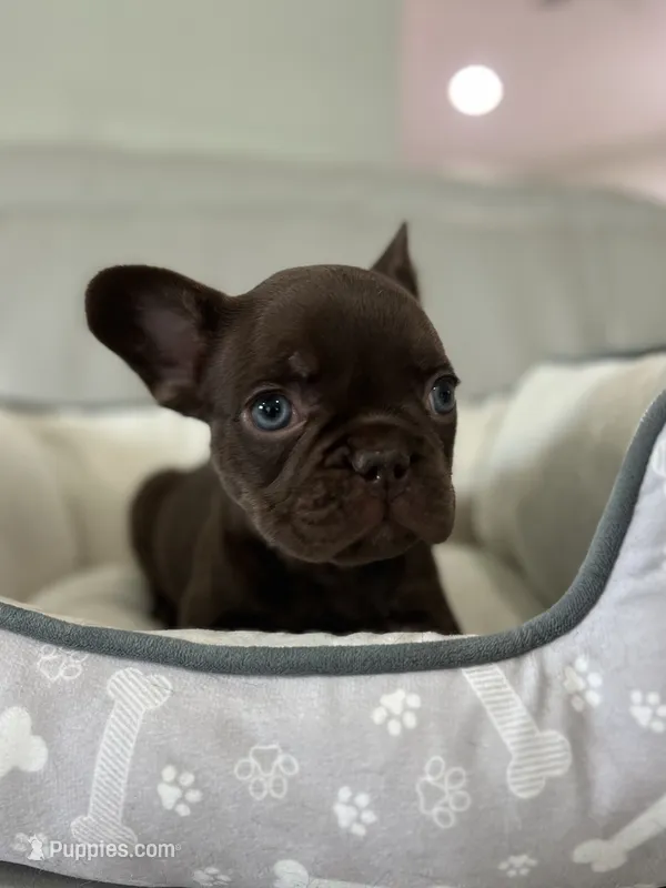 Bear  – French Bulldog puppy for sale in West Palm Beach, FL