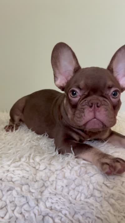 Hank, a male French Bulldog for sale in West Palm Beach, FL – 10 of 10