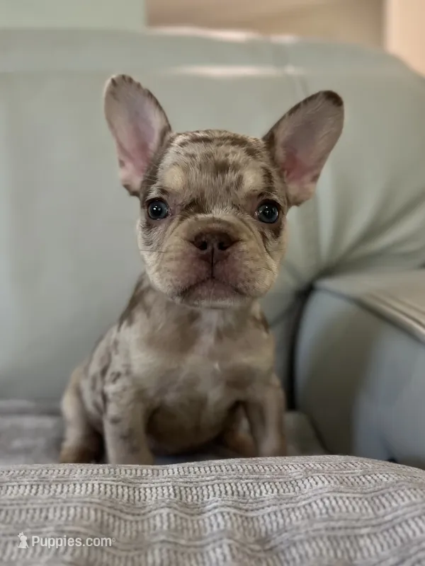 Shelly – French Bulldog puppy for sale in West Palm Beach, FL