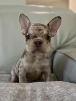 Shelly, a female French Bulldog for sale in West Palm Beach, FL – 1 of 8