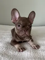 Hank, a male French Bulldog for sale in West Palm Beach, FL – 3 of 9