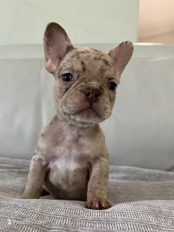 Emma – French Bulldog puppy for sale in West Palm Beach, FL