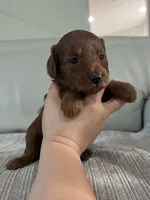 Cindy, a female Miniature Goldendoodle for sale in West Palm Beach, FL – 8 of 10