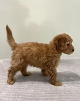 Whiskey, a male Miniature Goldendoodle for sale in West Palm Beach, FL – 7 of 8