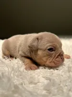 Lady, a female English Bulldog for sale in West Palm Beach, FL – 4 of 6