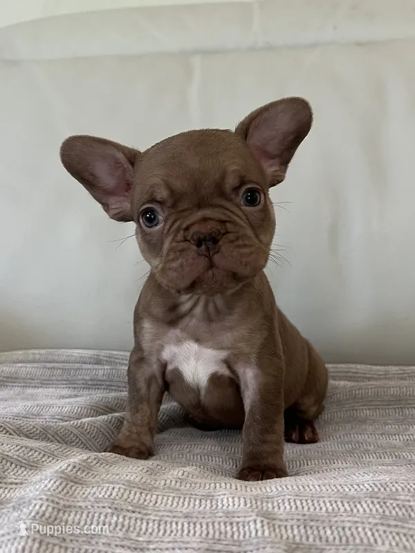 Fanny  – French Bulldog puppy for sale in West Palm Beach, FL