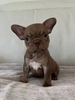 Fanny , a female French Bulldog for sale in West Palm Beach, FL – 1 of 5
