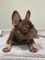 Hank, a male French Bulldog for sale in West Palm Beach, FL – 5 of 10