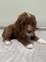 Harley, a female Miniature Goldendoodle for sale in West Palm Beach, FL – 5 of 8