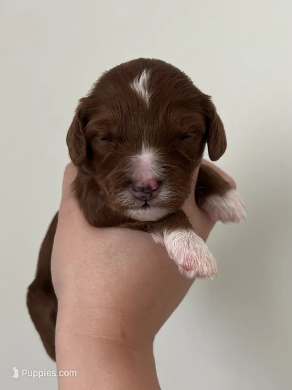 Mindy – Miniature Goldendoodle puppy for sale in West Palm Beach, FL