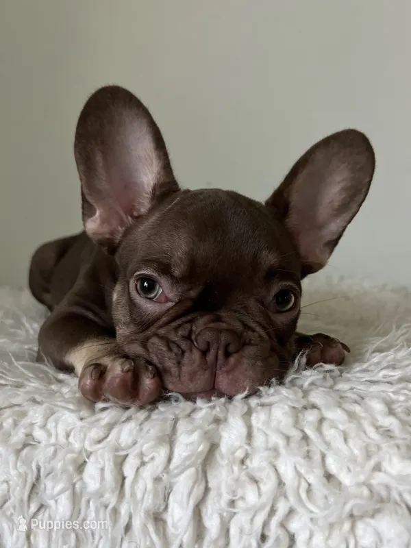 Hank – French Bulldog puppy for sale in West Palm Beach, FL