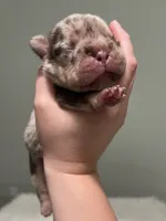 Muffin, a female French Bulldog for sale in West Palm Beach, FL – 2 of 6