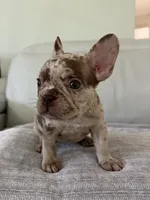 Milano, a female French Bulldog for sale in West Palm Beach, FL – 4 of 9
