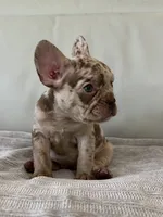 Milano, a female French Bulldog for sale in West Palm Beach, FL – 2 of 9