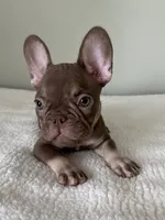 Hank, a male French Bulldog for sale in West Palm Beach, FL – 7 of 9