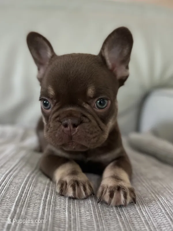 Godiva – French Bulldog puppy for sale in West Palm Beach, FL
