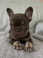 Godiva, a female French Bulldog for sale in West Palm Beach, FL – 1 of 8