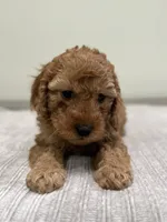 Avery, a female Miniature Goldendoodle for sale in West Palm Beach, FL – 4 of 8
