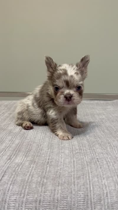 Frankie Fluffy, a male French Bulldog for sale in West Palm Beach, FL – 9 of 9
