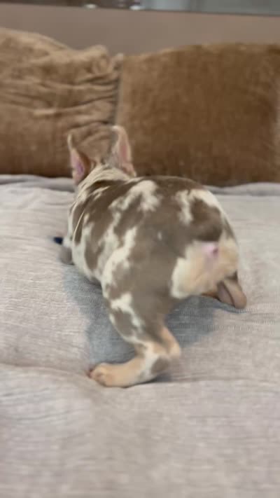Misty, a female French Bulldog for sale in West Palm Beach, FL – 7 of 7