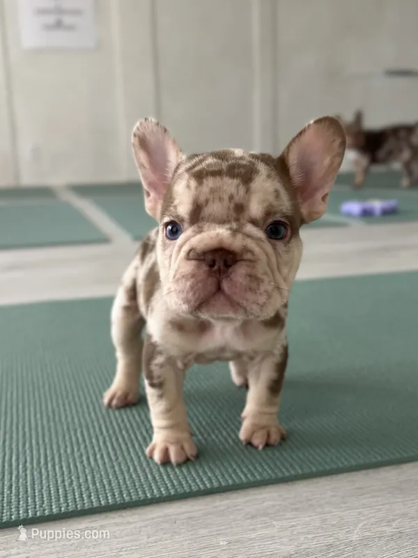 Archie – French Bulldog puppy for sale in West Palm Beach, FL