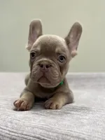 Bucky, a male French Bulldog for sale in West Palm Beach, FL – 3 of 10