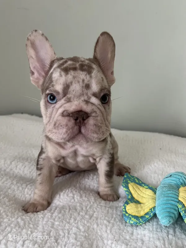 Archie – French Bulldog puppy for sale in West Palm Beach, FL