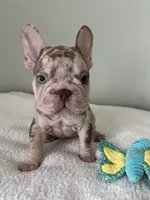 Archie, a male French Bulldog for sale in West Palm Beach, FL – 1 of 10