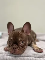 Hank, a male French Bulldog for sale in West Palm Beach, FL – 8 of 10