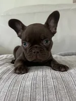 Bear , a male French Bulldog for sale in West Palm Beach, FL – 4 of 9