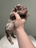 Muffin, a female French Bulldog for sale in West Palm Beach, FL – 4 of 6