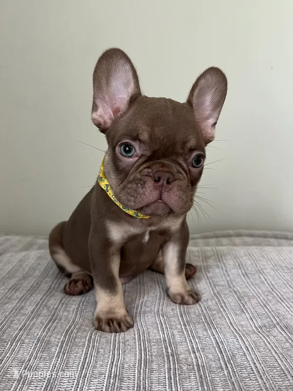 Hank – French Bulldog puppy for sale in West Palm Beach, FL