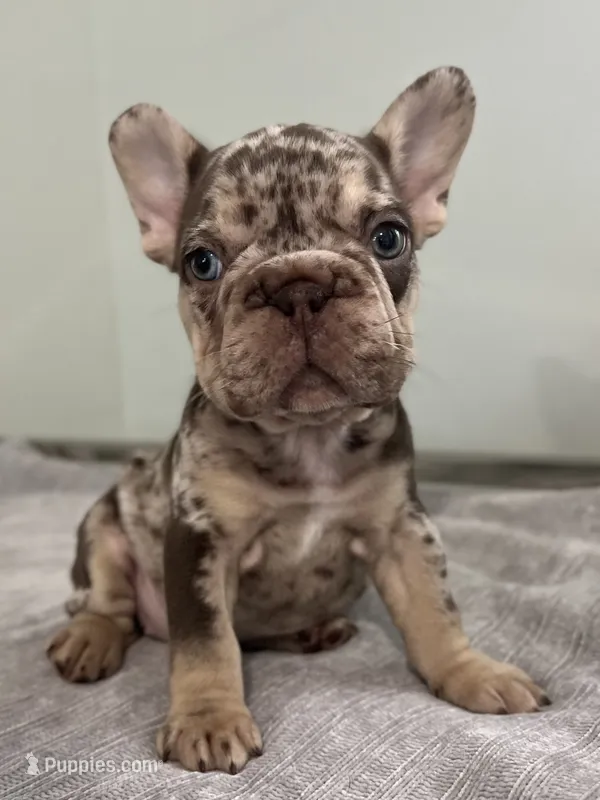 Muffin – French Bulldog puppy for sale in West Palm Beach, FL