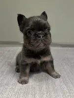 Nova Fluffy, a female French Bulldog for sale in West Palm Beach, FL – 3 of 9