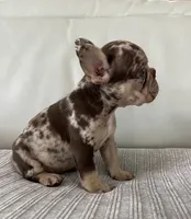 Muffin, a female French Bulldog for sale in West Palm Beach, FL – 6 of 9