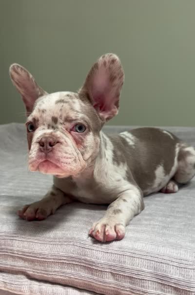 Finley, a male French Bulldog for sale in West Palm Beach, FL – 2 of 8