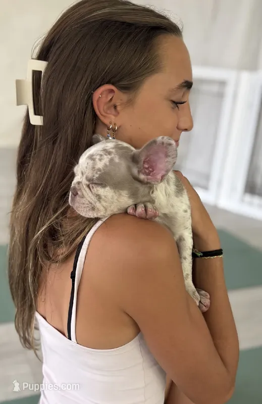 Finely  – French Bulldog puppy for sale in West Palm Beach, FL