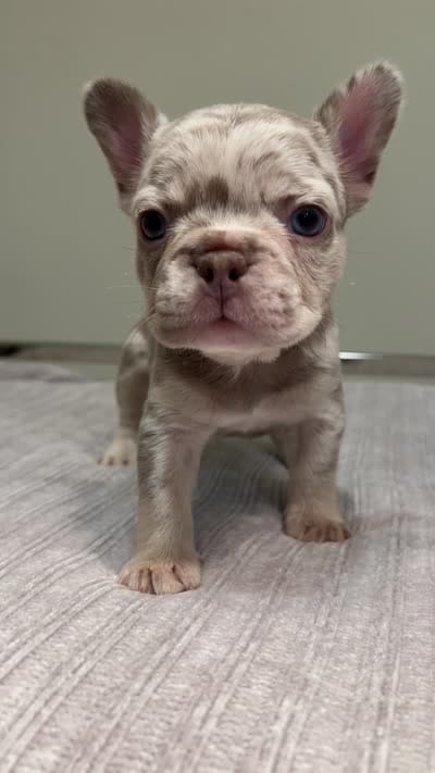Gracie, a female French Bulldog for sale in West Palm Beach, FL – 6 of 6