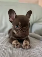 Godiva, a female French Bulldog for sale in West Palm Beach, FL – 2 of 8