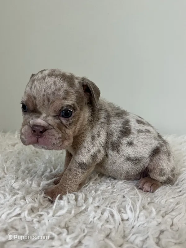 Mabel  – English Bulldog puppy for sale in West Palm Beach, FL
